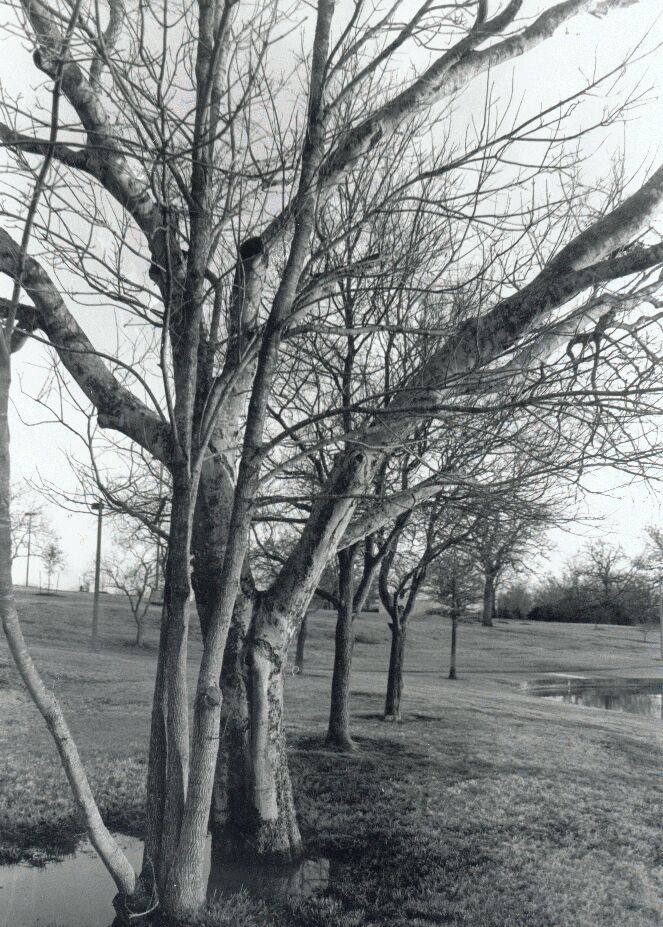 trees.jpg